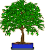 Maple Tree Screenshot